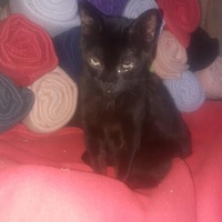 photo de livraison pour Les Chats de la Tour