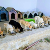 photo de livraison pour SOS Animaux Tunisie
