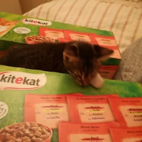 photo de livraison pour Chatons de l'Espoir