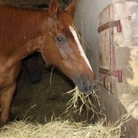 photo de livraison pour Cheval Espoir 33