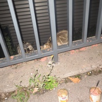 photo de livraison pour Chat Libre de l'Ile du Ramier