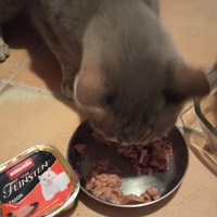 photo de livraison pour Ecole du Chat Libre de Caillerot