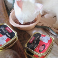 photo de livraison pour Jardin des Chats