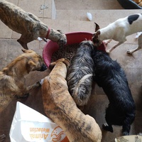 photo de livraison pour Stichting Arpa Nederland