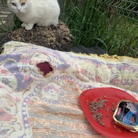 photo de livraison pour Les chats de chez nous