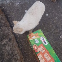 photo de livraison pour Les chats Port-Saint-Louisiens