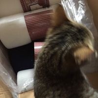 photo de livraison pour Les Chats de Condom 32