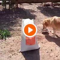 photo de livraison pour Help Adopt Moroccan Animals
