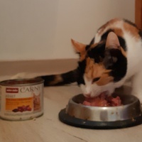 photo de livraison pour L'ANGE Laurence pour les chats