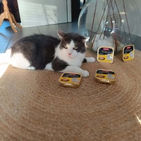 photo de livraison pour Les Moustaches du Bonheur