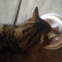 photo de livraison pour Cosette