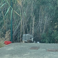 photo de livraison pour Le Chat Salonais