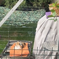 photo de livraison pour SADF (Sauvetage des animaux domestiques de France)