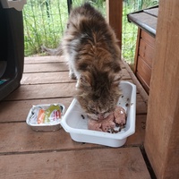 photo de livraison pour L'école du Chat d'Ollioules