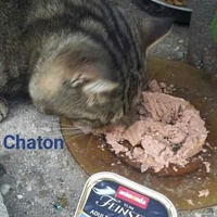 photo de livraison pour Les Chats-Pitresdelavi-Ste