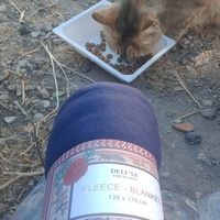 photo de livraison pour Les Chats-Pitresdelavi-Ste