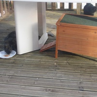 photo de livraison pour Bien vivre avec les Chats Sallélois