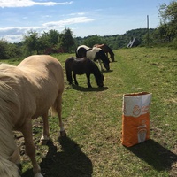 photo de livraison pour Espoir au Galop