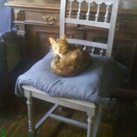 photo de livraison pour Pattes de Chats 50