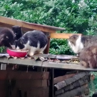 photo de livraison pour Ulyan