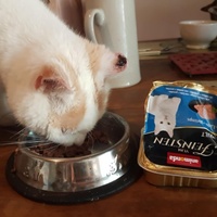 photo de livraison pour SOS Chats Libres