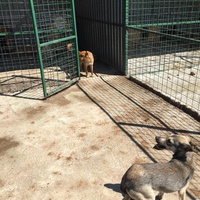 photo de livraison pour Save & Hope for Dogs