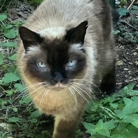 photo de livraison pour SOS Chats Libres