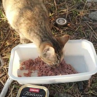 photo de livraison pour Les Chats-Pitresdelavi-Ste