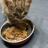 photo de livraison pour Association des Chats Camarguais