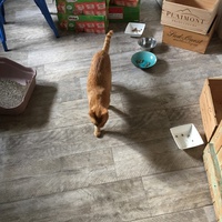 photo de livraison pour Les Chats Libres Condom 32