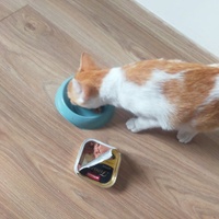 photo de livraison pour Ecole du Chat de Poitiers