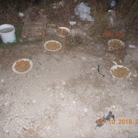 photo de livraison pour Pro Animals Finland ry