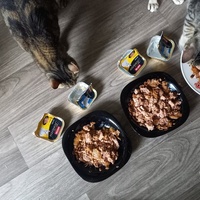 photo de livraison pour Les Pattounes de l'Espoir