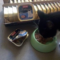photo de livraison pour Les chats de l'Indifférence