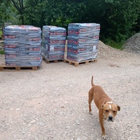 photo de livraison pour Silver Dog Srebrenica