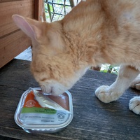 photo de livraison pour Amicale Chats