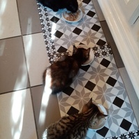 photo de livraison pour APAHC