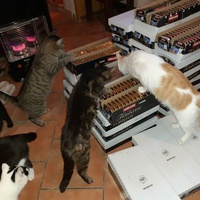 photo de livraison pour Cruzy Cat 34