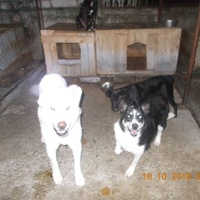 photo de livraison pour Pro Animals Finland ry