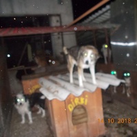 photo de livraison pour Pro Animals Finland ry