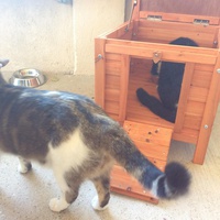 photo de livraison pour Les Aristocats