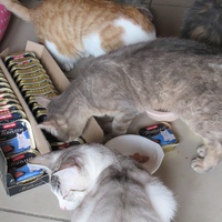 photo de livraison pour Jardin des Chats