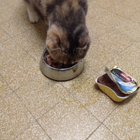 photo de livraison pour Les Chats de la Rue