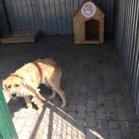 photo de livraison pour Save & Hope for Dogs