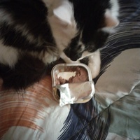 photo de livraison pour Chats Grains d'Amour