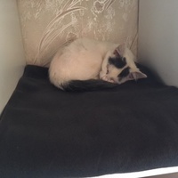 photo de livraison pour Adopt un Poilu