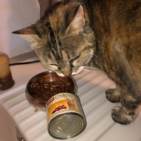 photo de livraison pour L'Arche des Amis à pattes