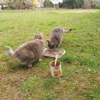 photo de livraison pour Au Bonheur des Chats Libres