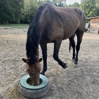 photo de livraison pour Association Equi’souffle