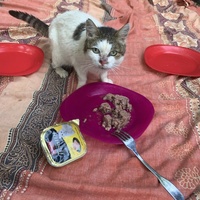 photo de livraison pour Les chats de chez nous